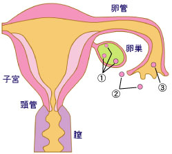 から 受精 まで 排卵